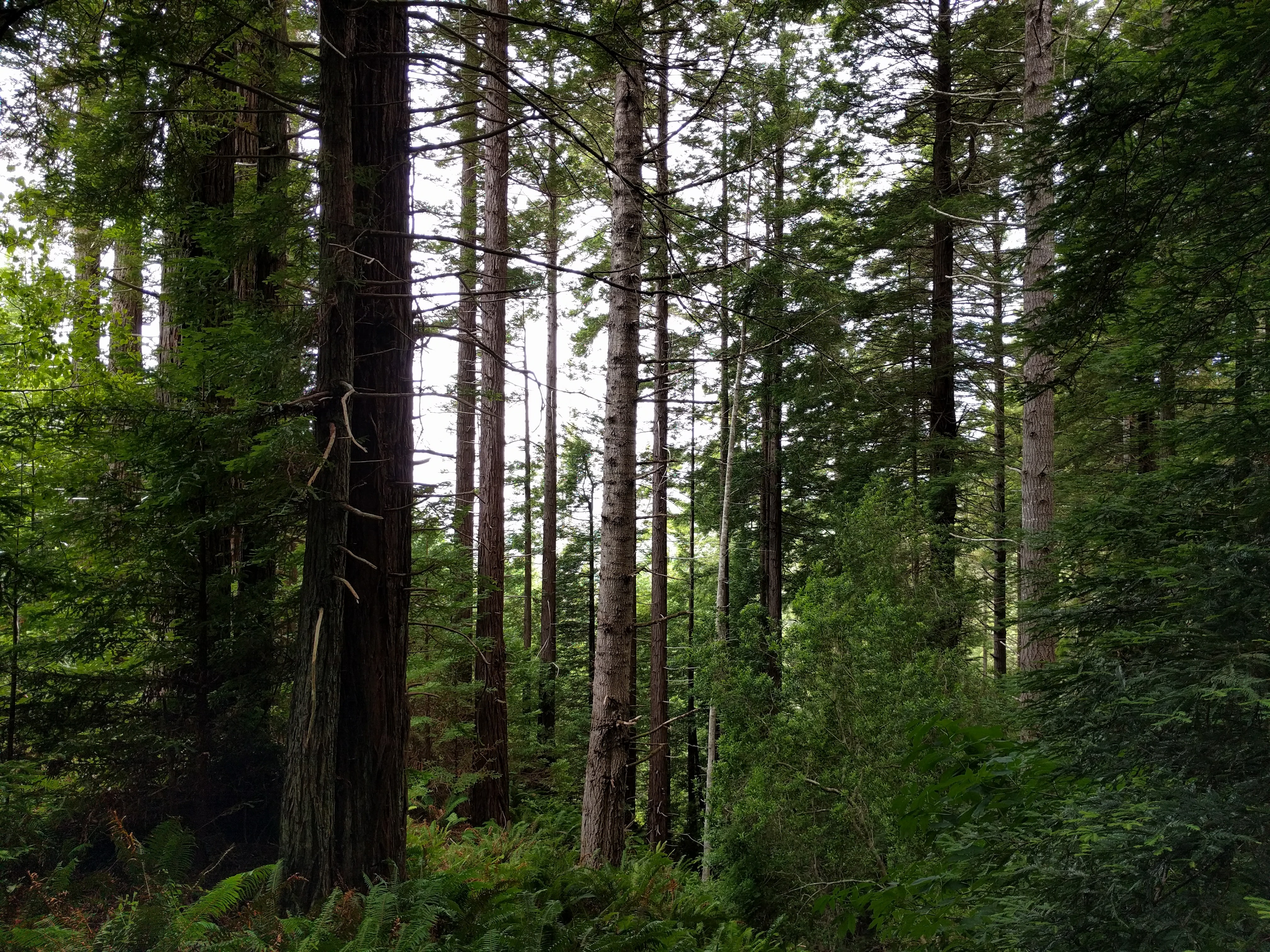 Coastal foggy forest of redwood, Douglas-fir, and grand fir