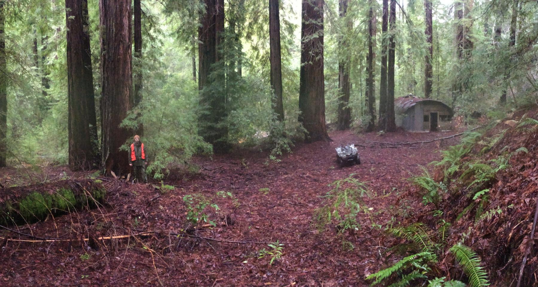 Forester standing in a redwood forest with his quad and an old structure in the distance